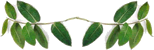 divisore